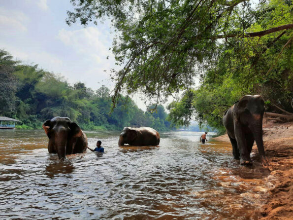 Elephant Haven Kanchanaburi